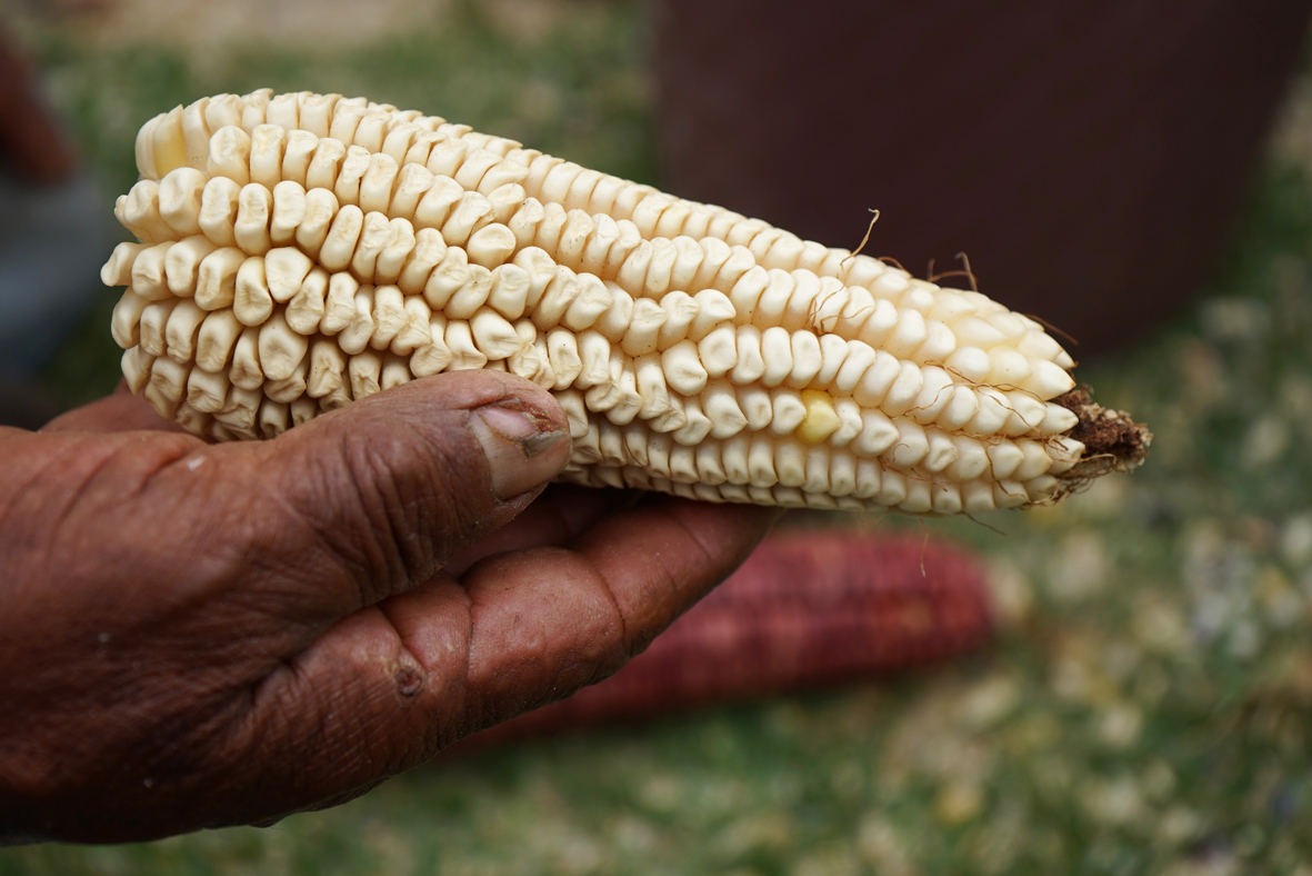 Hacer milpa, ser milpa: el maíz en México y algunas historias